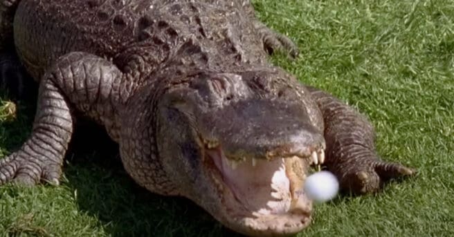 morris alligator